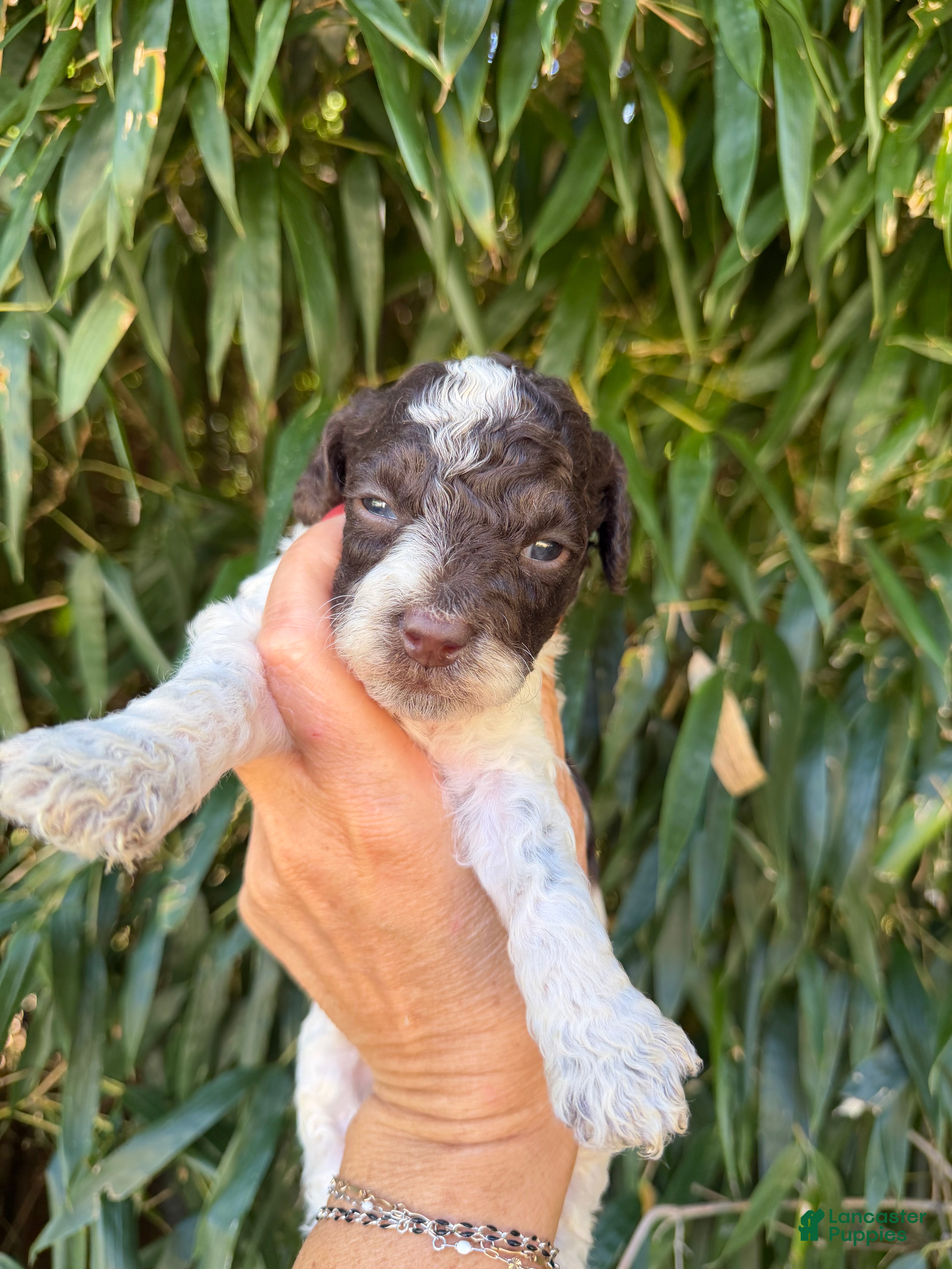Cockapoo dogs Cockapoo 3 - Ad 6