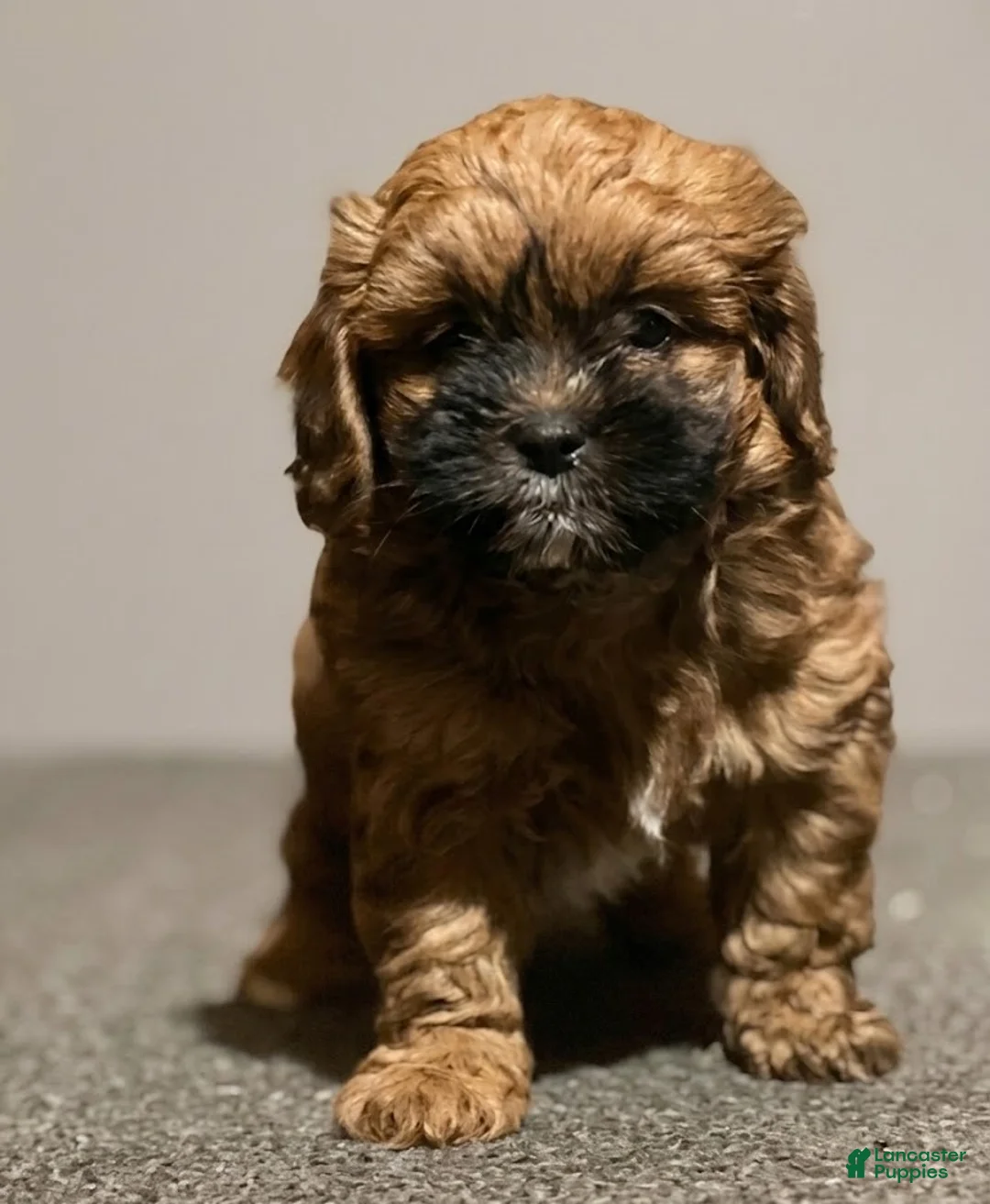Shihpoo dogs for sale: Luca - Ad 1