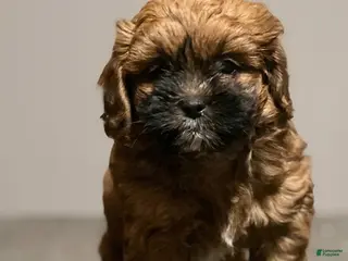 Shihpoo dogs Luca - Ad 31