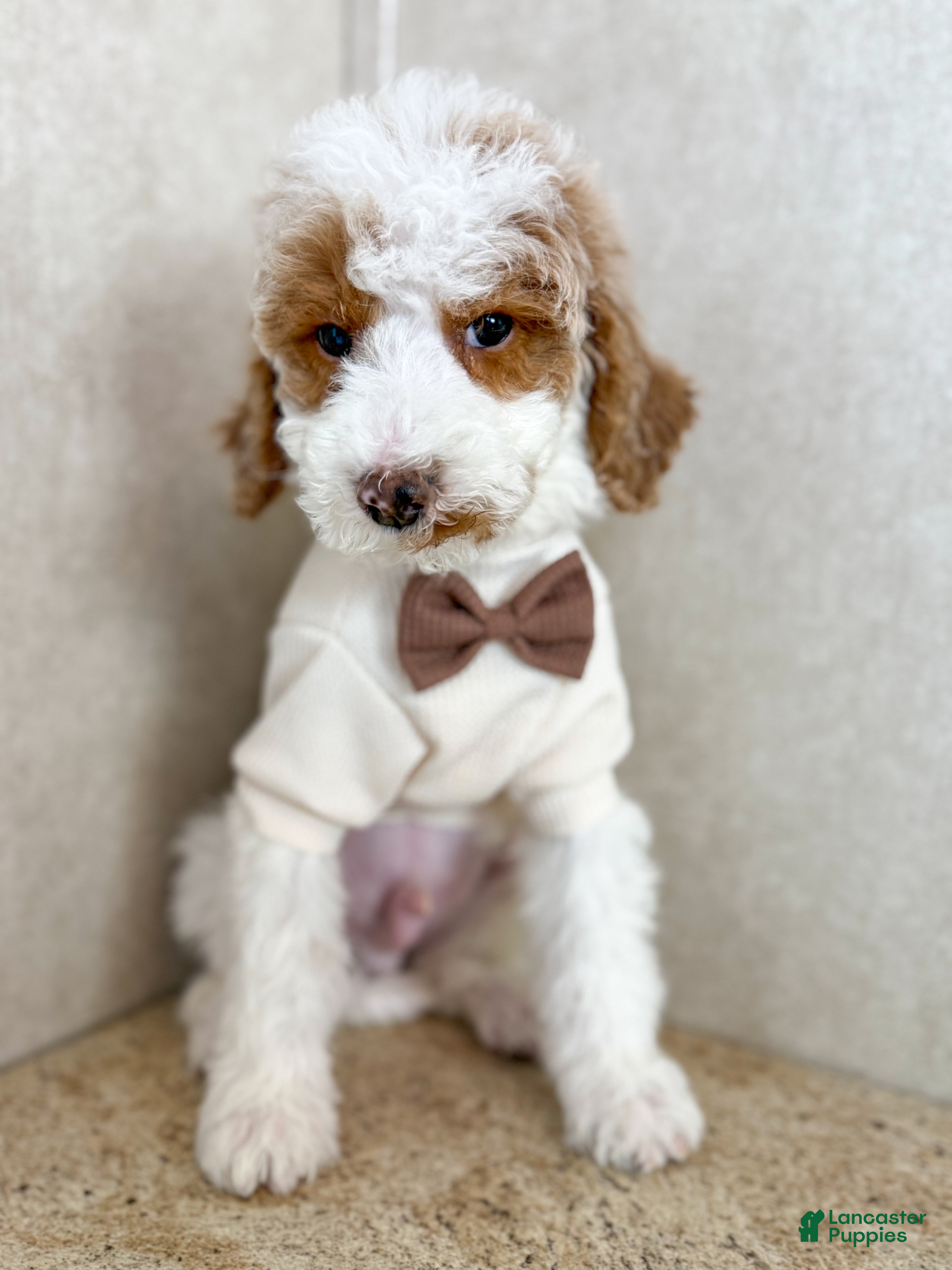 Goldendoodle dogs Doc  - Ad 6