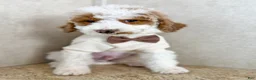 Goldendoodle dogs for sale: Doc  - Ad 1