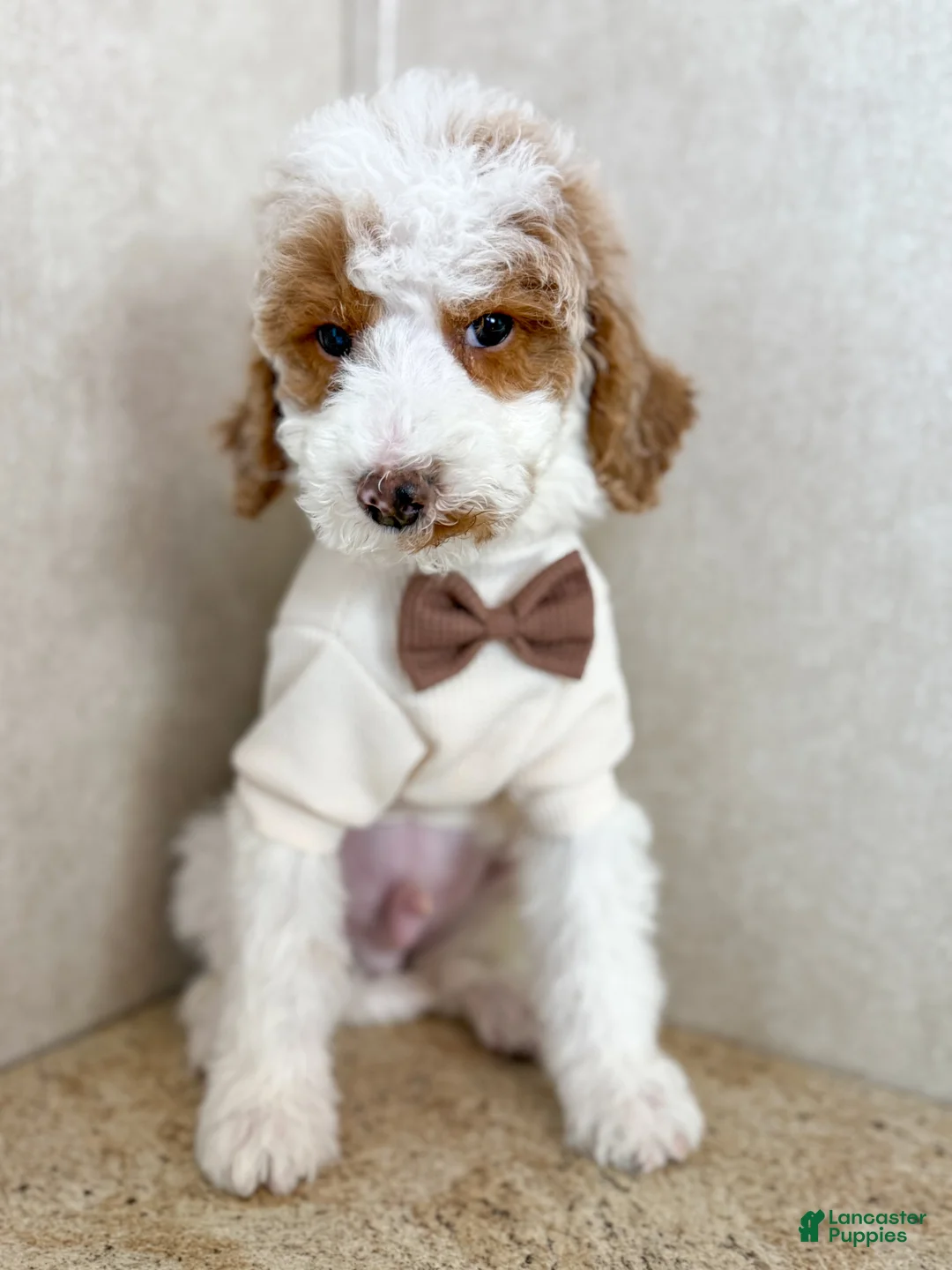 Goldendoodle dogs for sale: Doc  - Ad 1