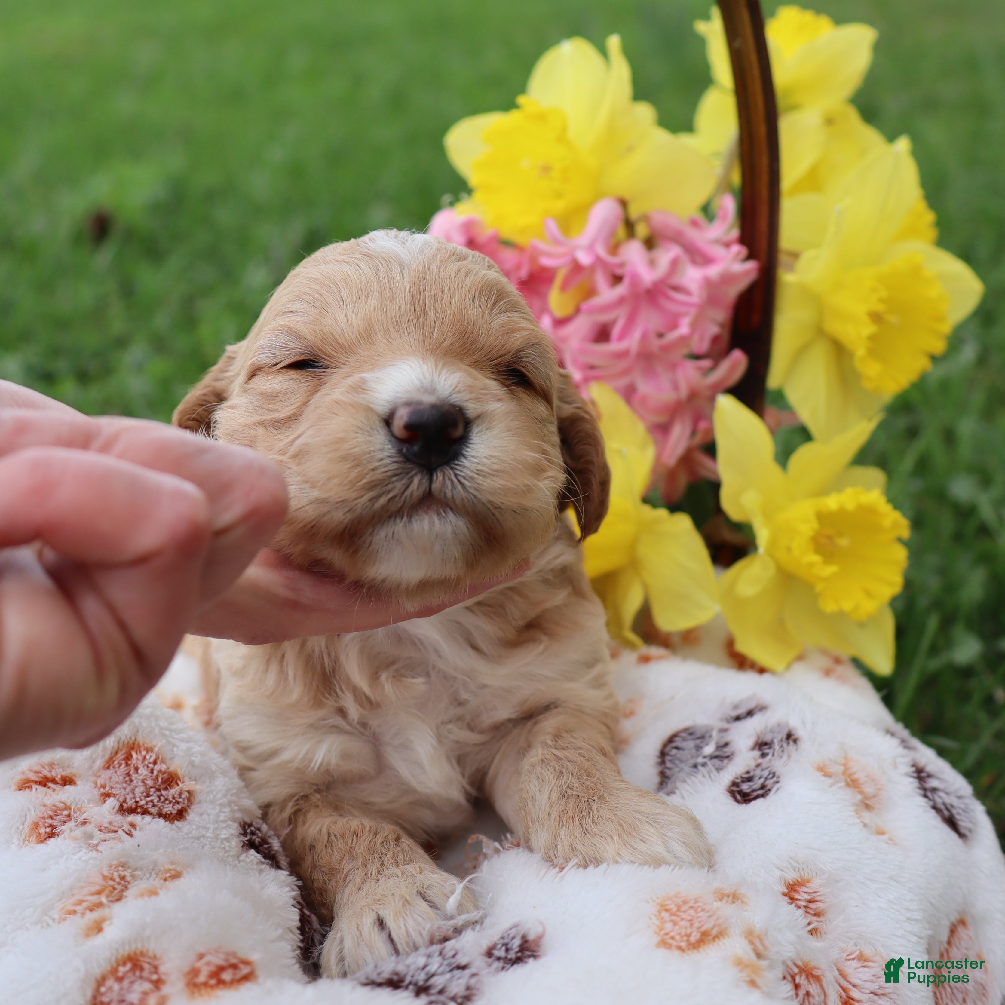 Mini Goldendoodle dogs Dawn - Ad 1