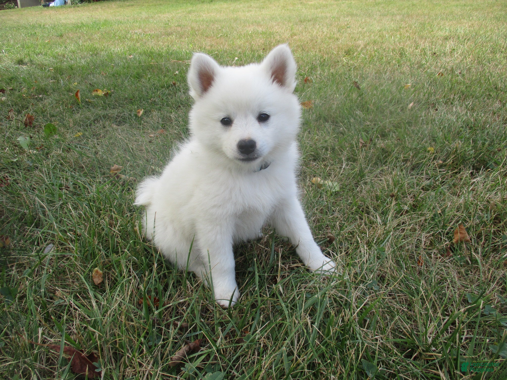 American Eskimo dogs Captain - Ad 8