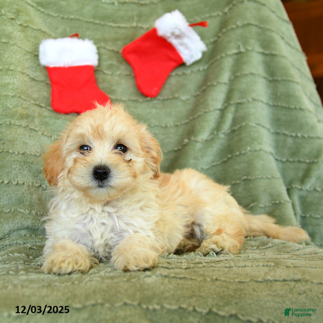 Mixed Breed dogs for sale: Stocking - Ad 3