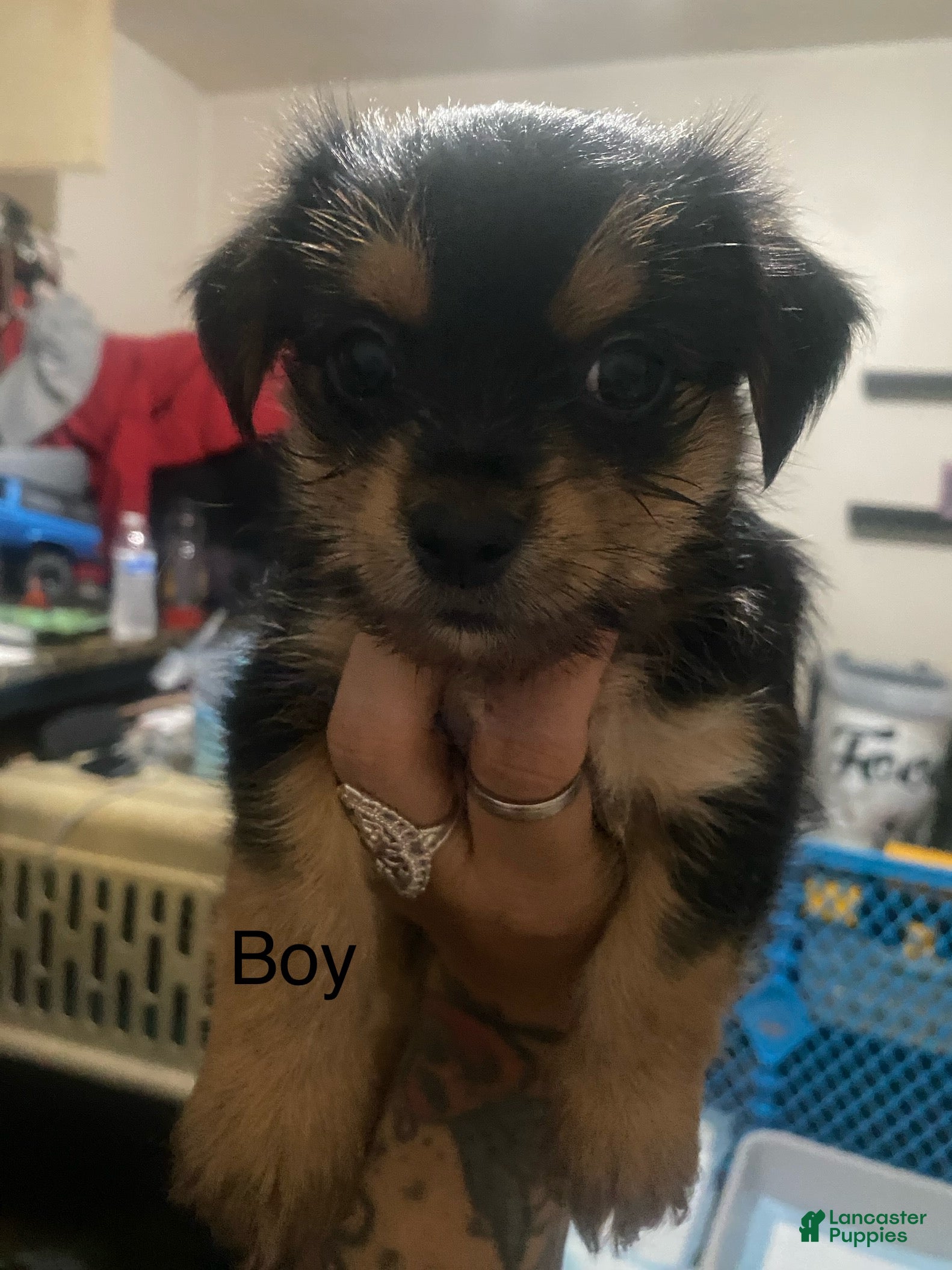 Mixed Breed dogs Mixed Breed Puppy 1 - Ad 6