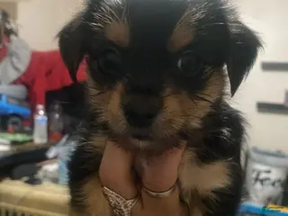 Mixed Breed dogs Mixed Breed Puppy 1 - Ad 6