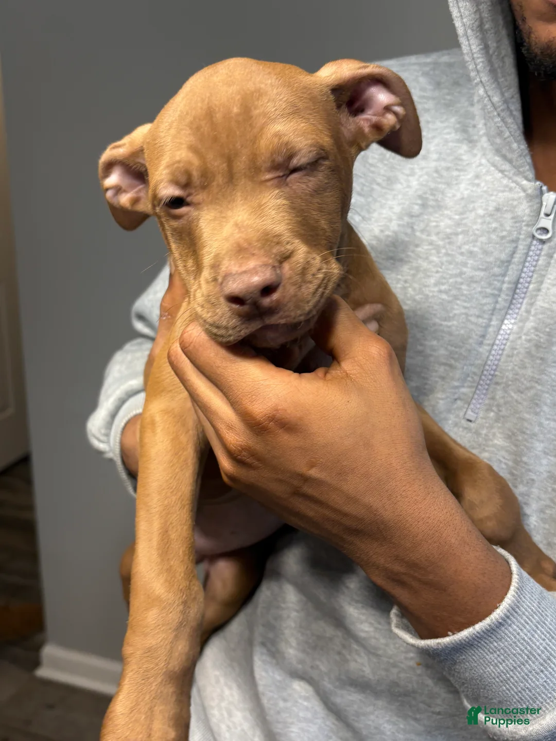 American Pit Bull Terrier dogs for sale: Hazel - Ad 4