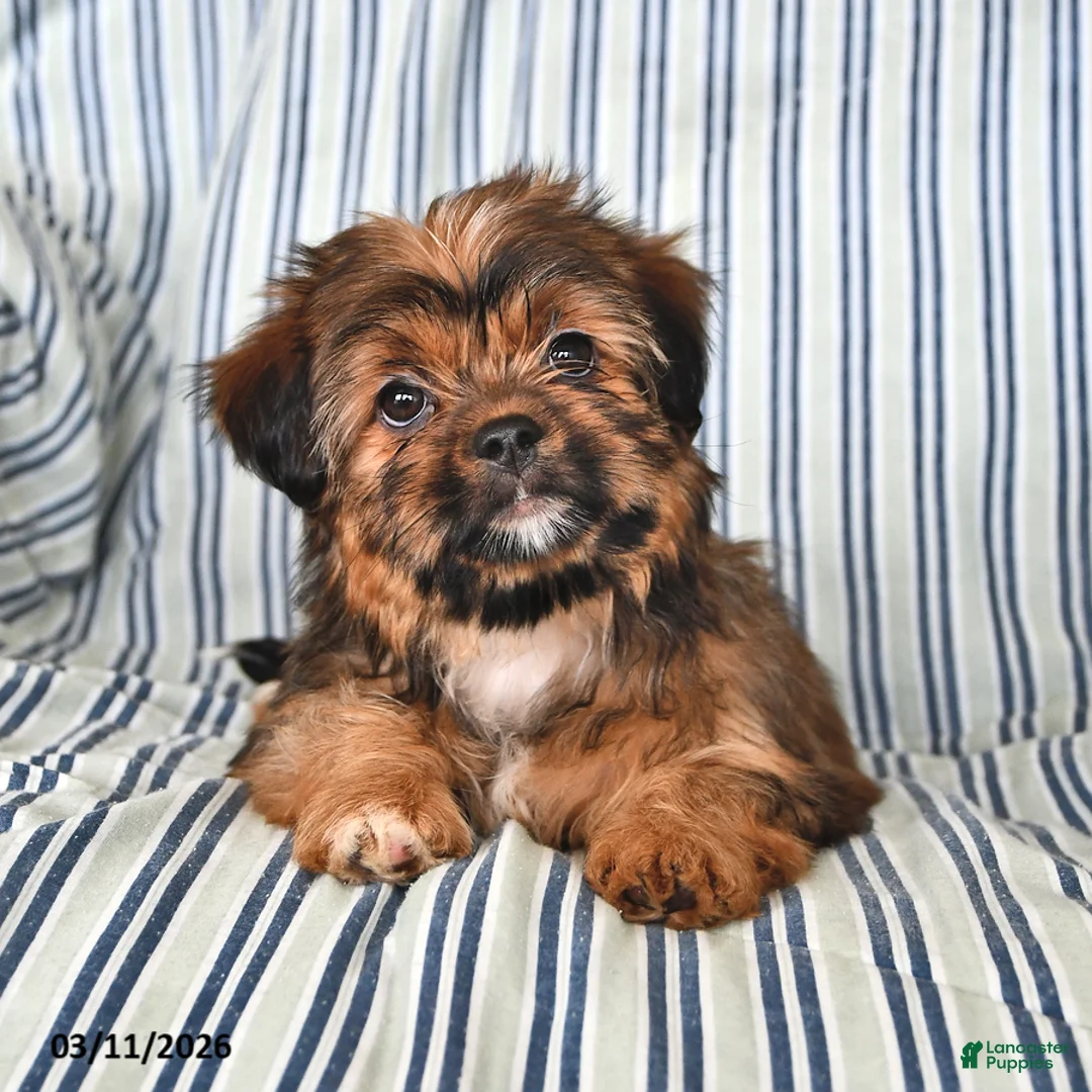 Shorkie dogs for sale: Honey - Ad 1