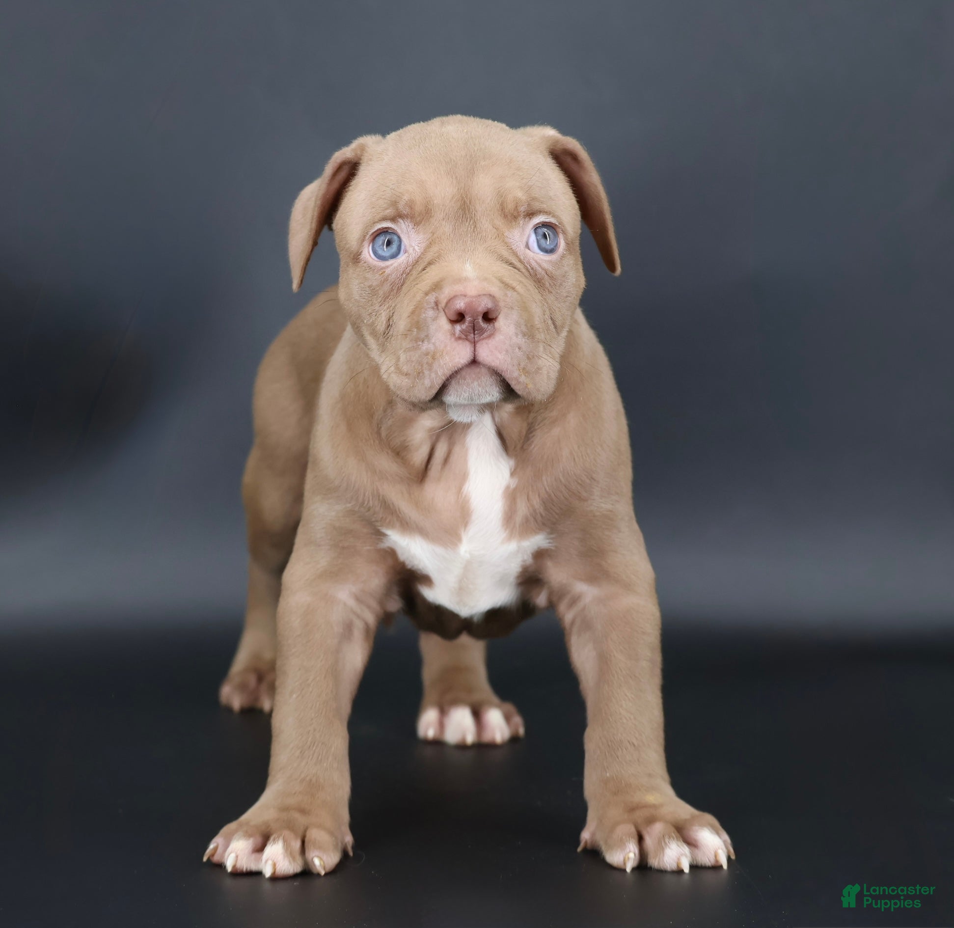 American Bully dogs Grace - Ad 38
