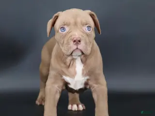 American Bully dogs Grace - Ad 38