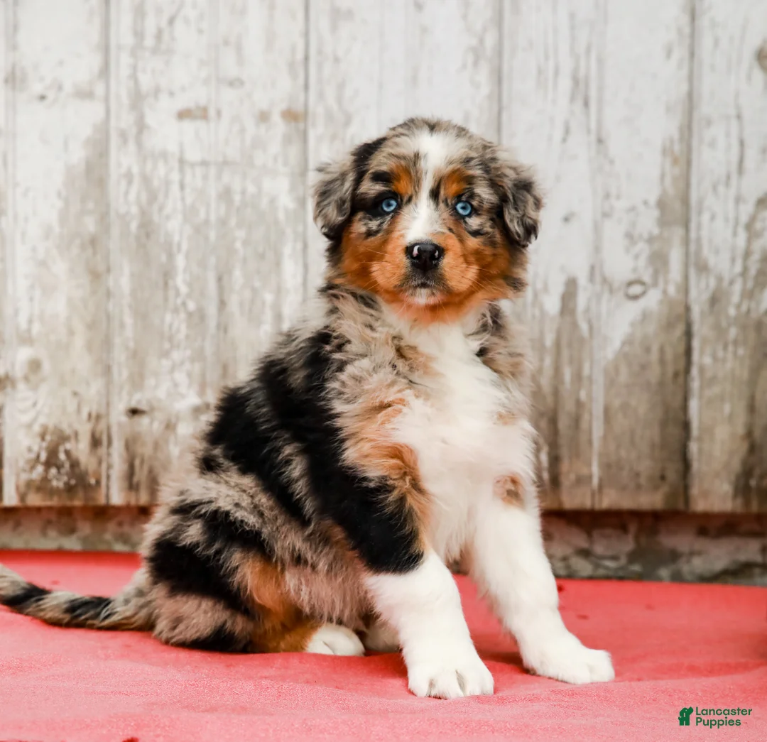 Australian Shepherd dogs for sale: Jay - Ad 1