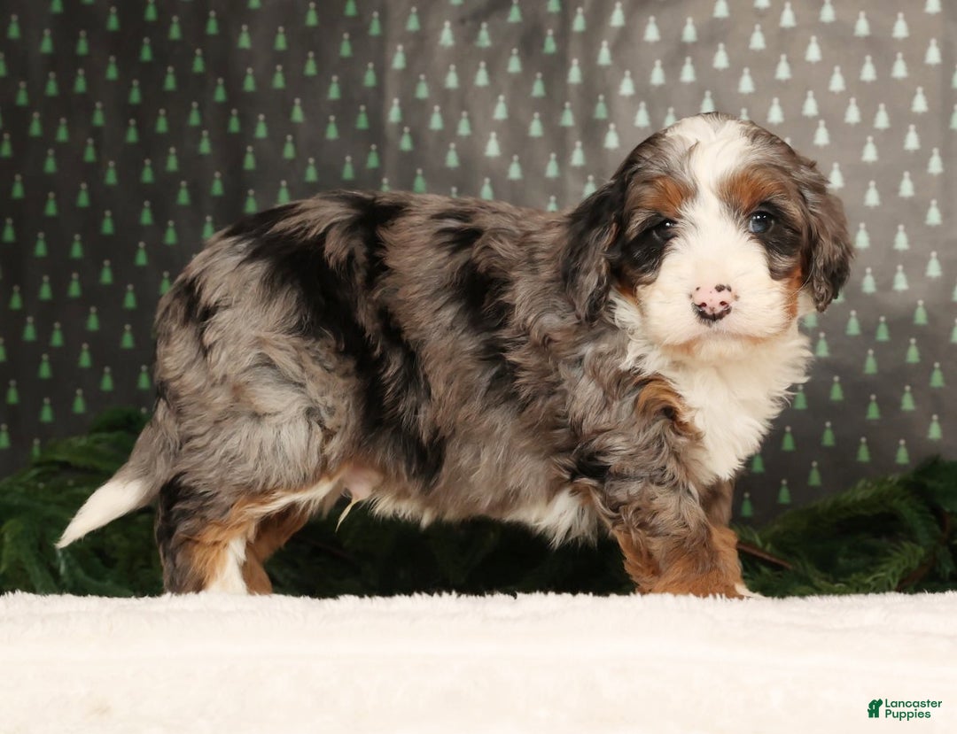 Mini Bernedoodle dogs for sale: Dasher - Ad 2