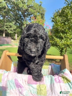 Goldendoodle dogs Sunshine - Ready for Delivery - Ad 1