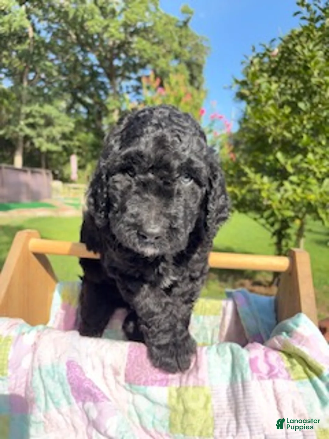 Goldendoodle dogs for sale: Sunshine - Ready for Delivery - Ad 1