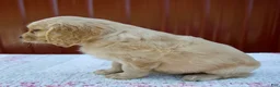 Miniature Golden Retriever dogs for sale: Gracie - Ad 3