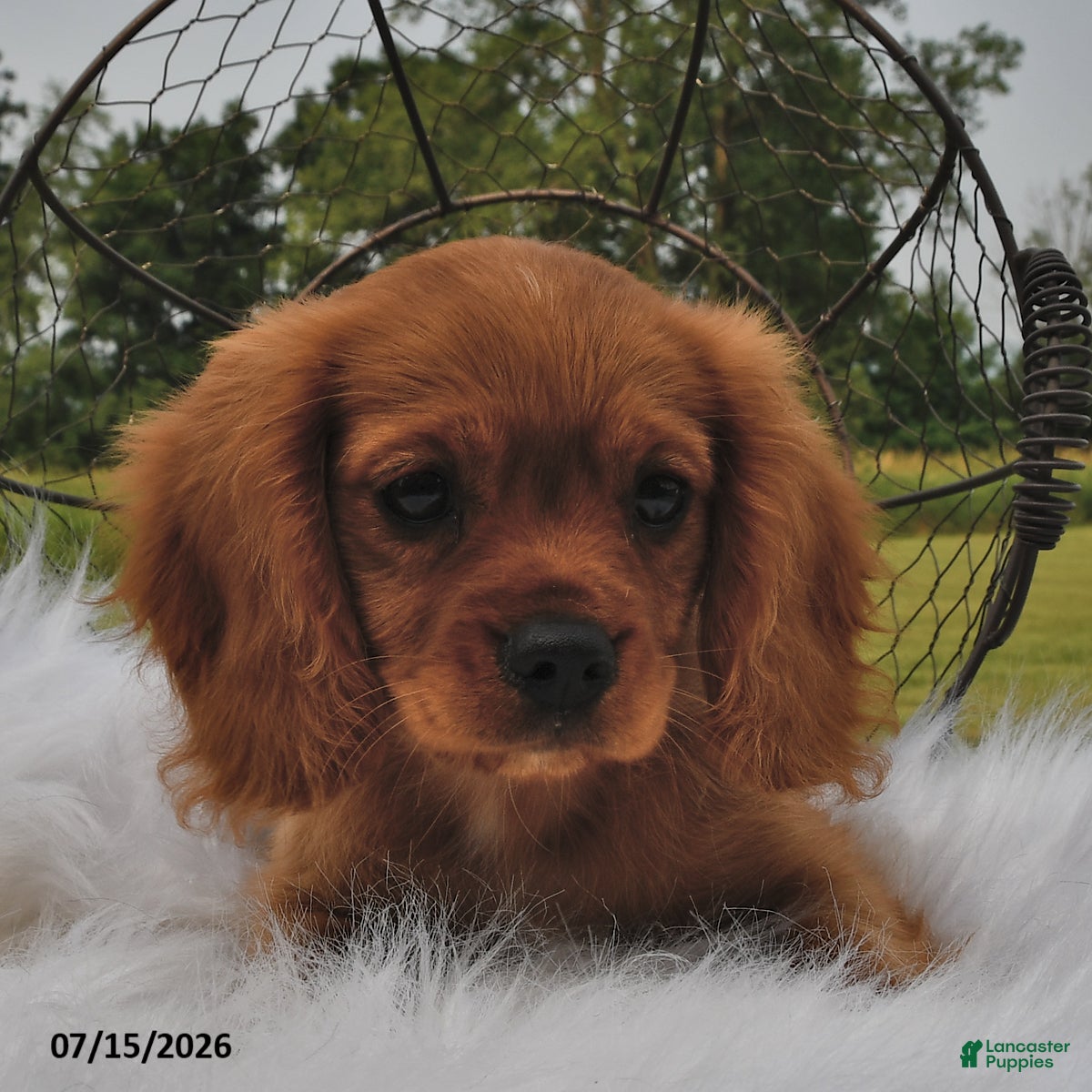 Beaglier dogs Copper - Ad 2