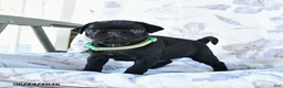 Pug dogs for sale: Mike - Ad 5
