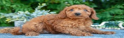 Cavapoo dogs for sale: Destiny - Ad 3