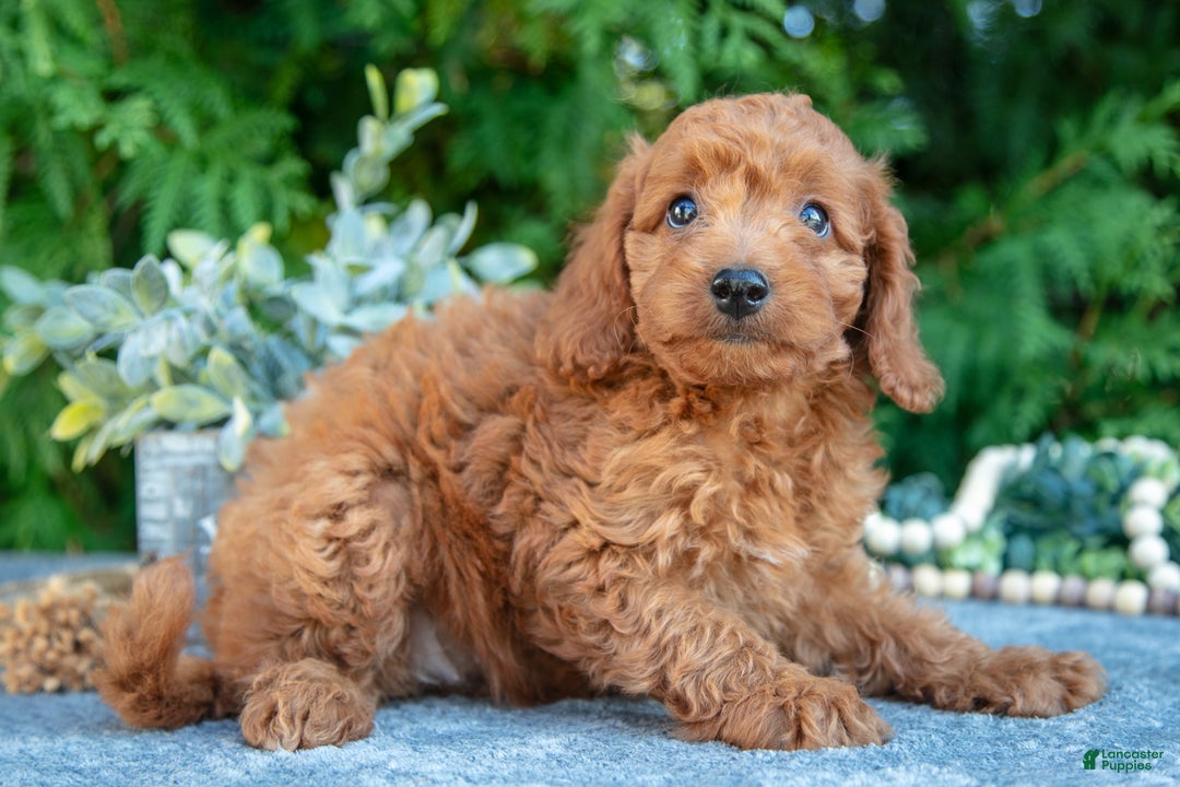 Cavapoo dogs for sale: Destiny - Ad 3
