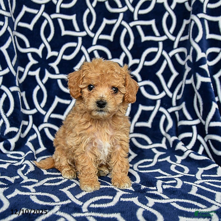 Bichpoo dogs Roxy - Ad 8