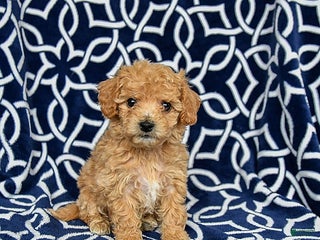 Bichpoo dogs Roxy - Ad 23