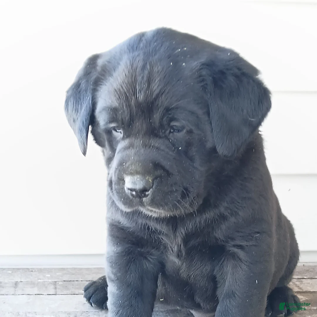 Labrador Retriever dogs for sale: BUSTER - Ad 2
