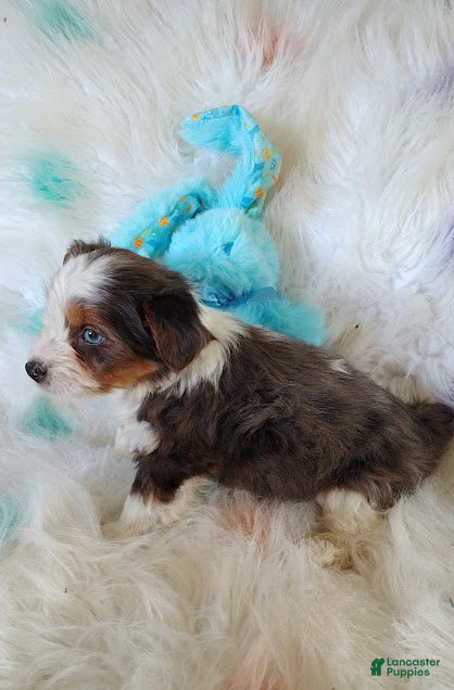 Yorkshire Terrier dogs Yorkshire Terrier Puppy 1 - Ad 5