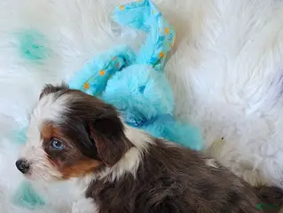 Yorkshire Terrier dogs Yorkshire Terrier Puppy 1 - Ad 5