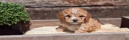Cockapoo dogs for sale: Lando  - Ad 6