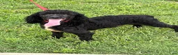 Miniature Poodle dogs for sale: Elvis - Ad 2