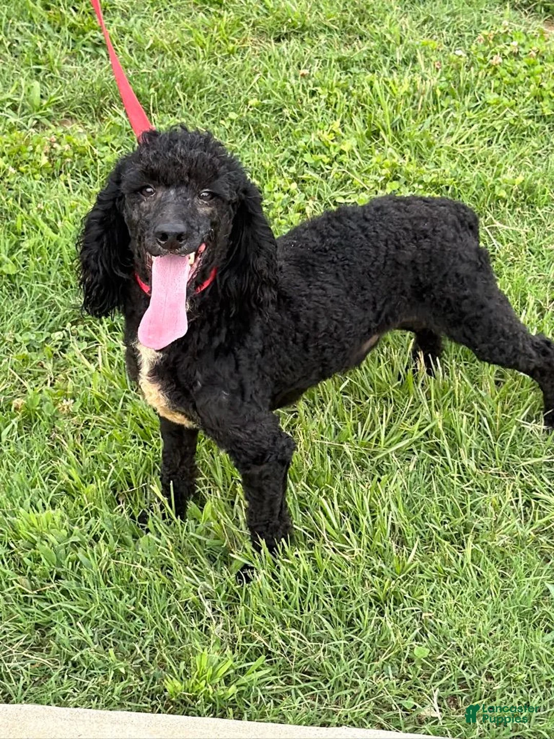 Miniature Poodle dogs for sale: Elvis - Ad 2