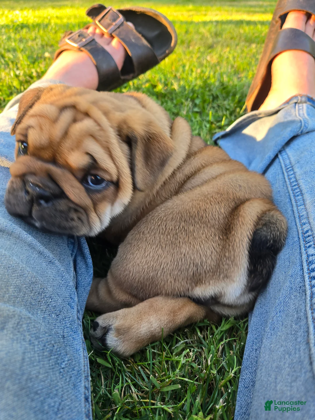 English Bulldog dogs for sale: Barkley - Ad 2