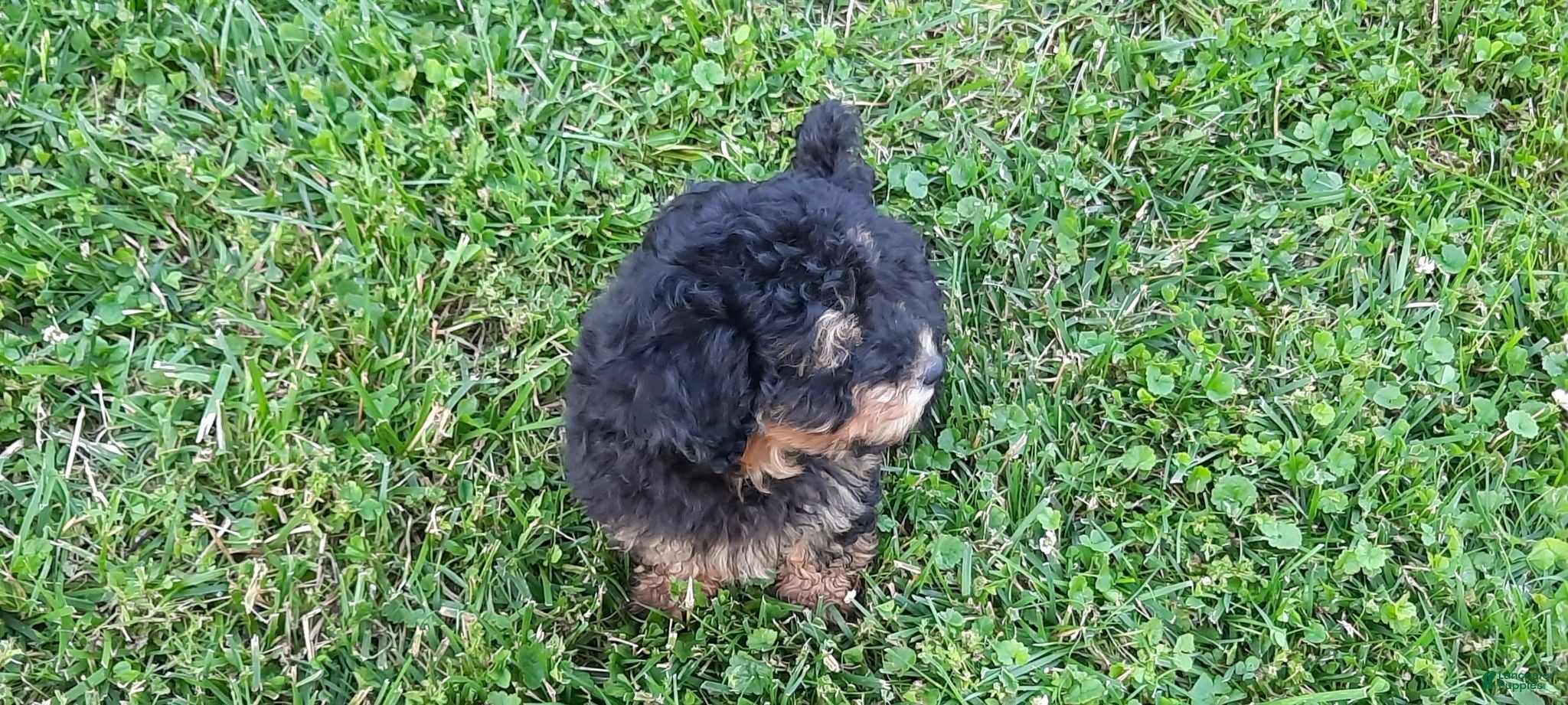 Toy Poodle dogs Dakota - Ad 1