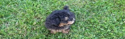 Toy Poodle dogs for sale: Dakota - Ad 1