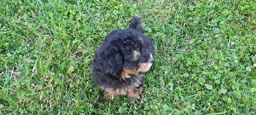 Toy Poodle dogs for sale: Dakota - Ad 1