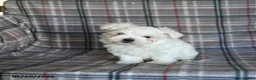 Maltese dogs for sale: Dan  - Ad 5