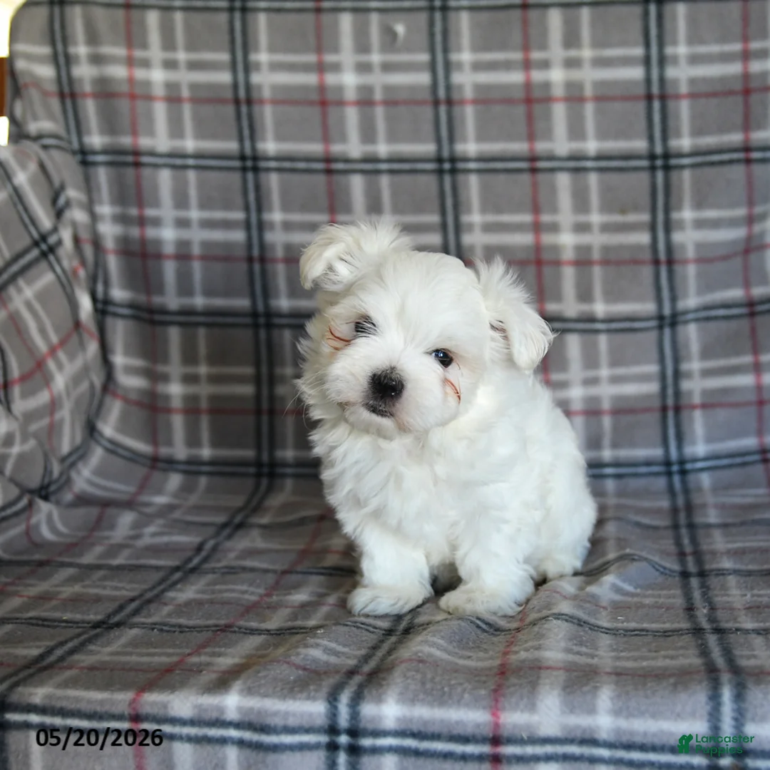 Maltese dogs for sale: Dan  - Ad 5