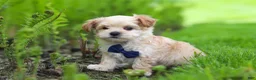 Maltipoo dogs for sale: Copper - Ad 5