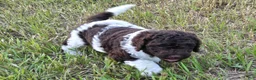 Newfypoo dogs for sale: Mr. Pibb - Ad 2