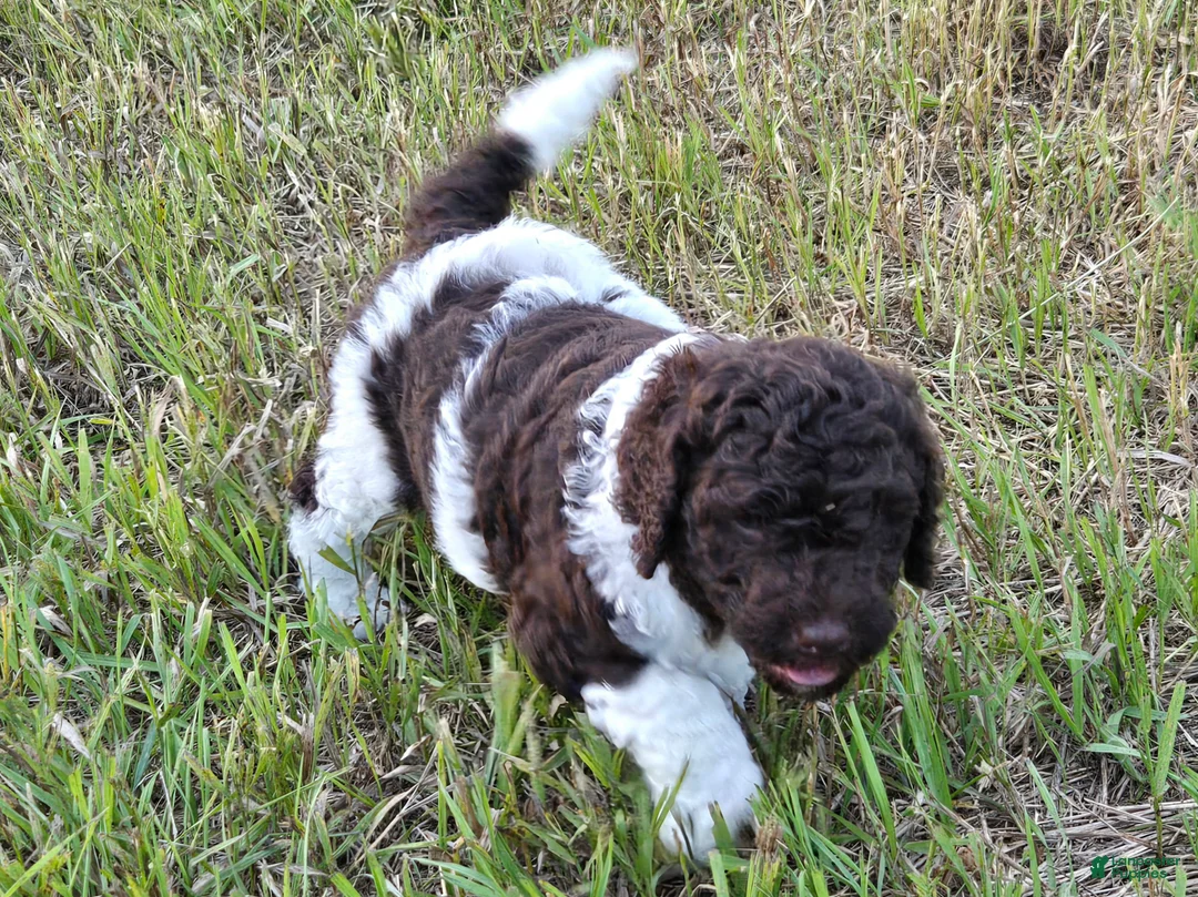 Newfypoo dogs for sale: Mr. Pibb - Ad 2