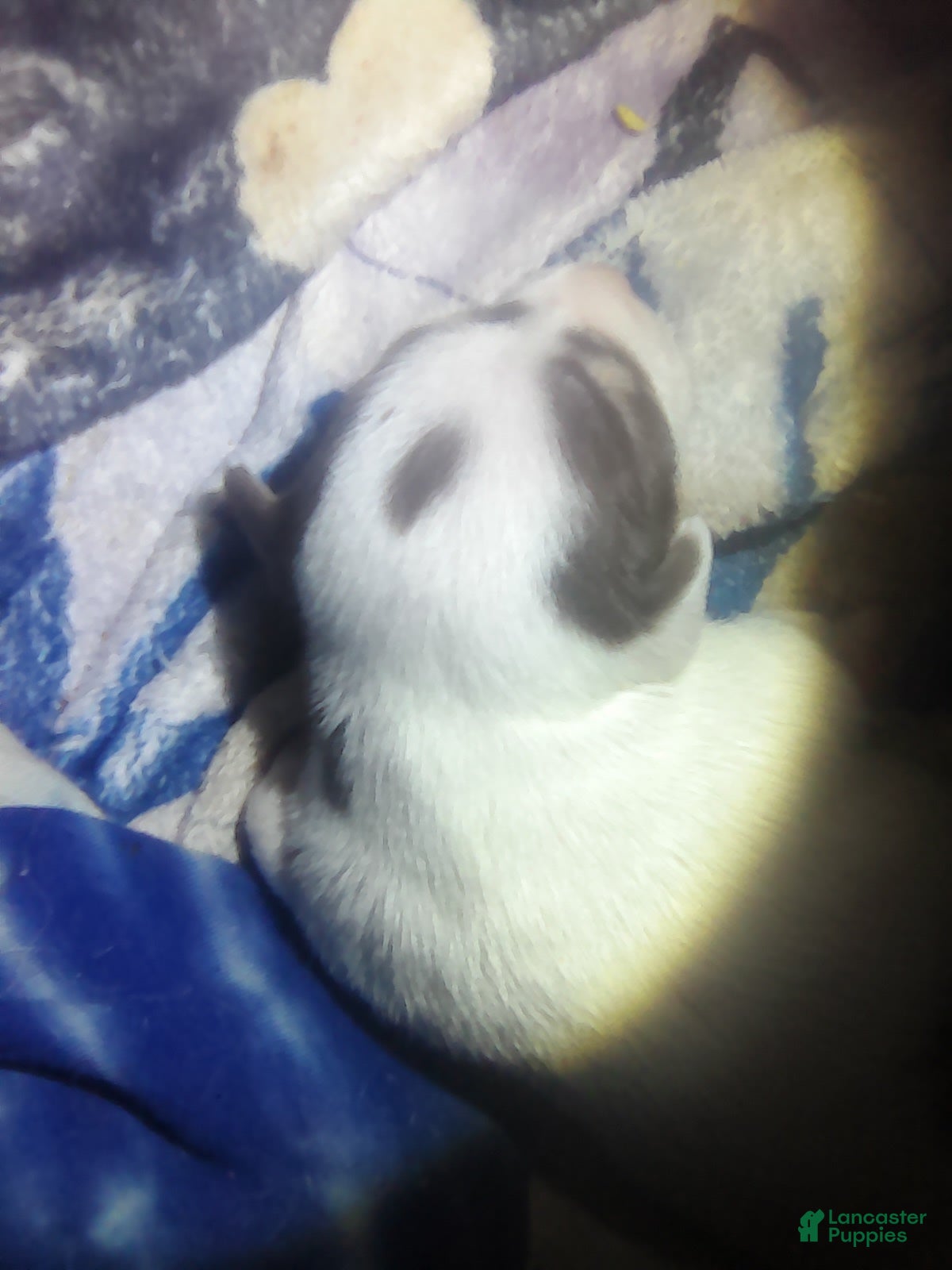 Chorkie dogs Chorkie 1 - Ad 10