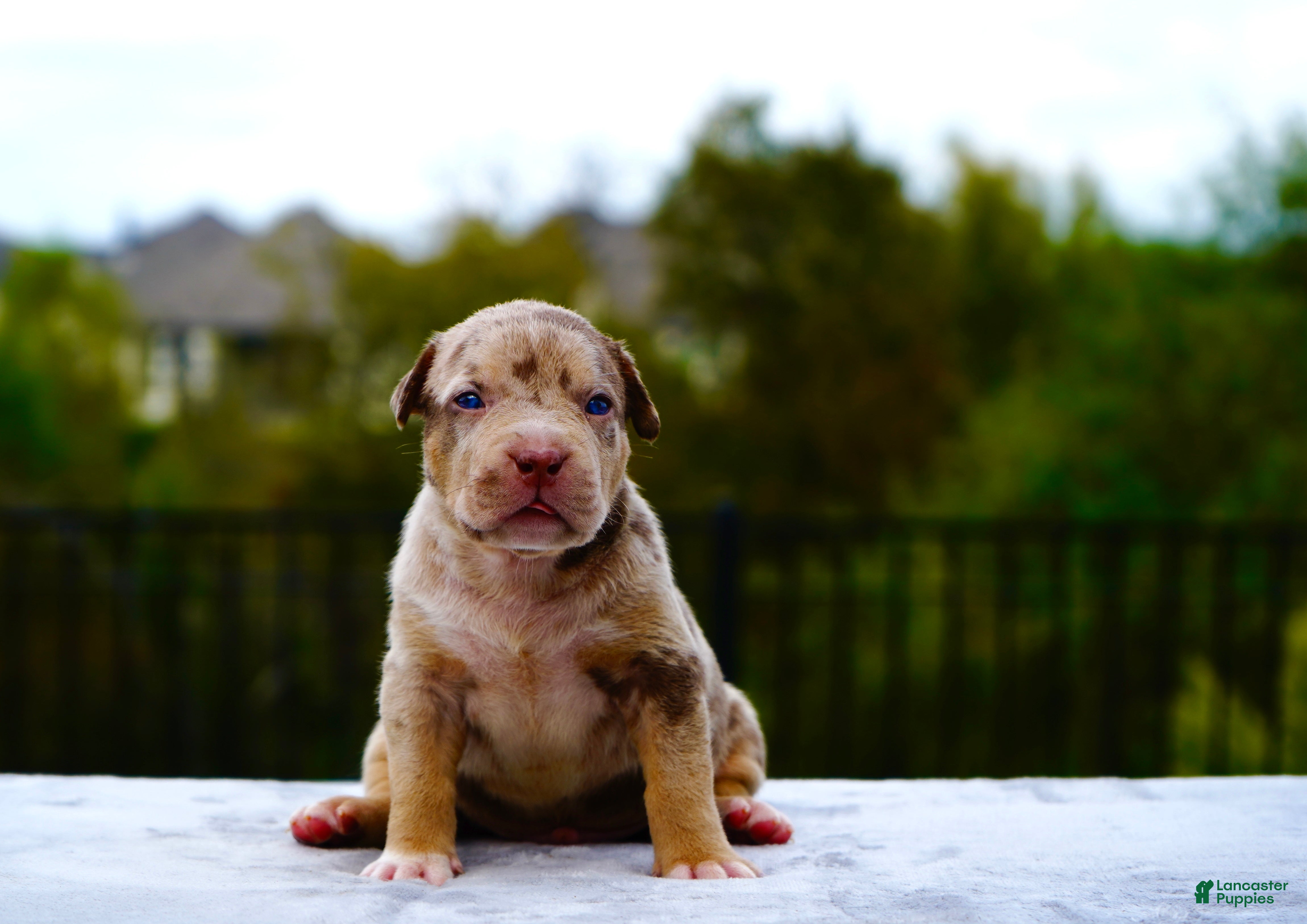 American Bully dogs American Bully XL Chocolate Merle Tri Male - Ad 3