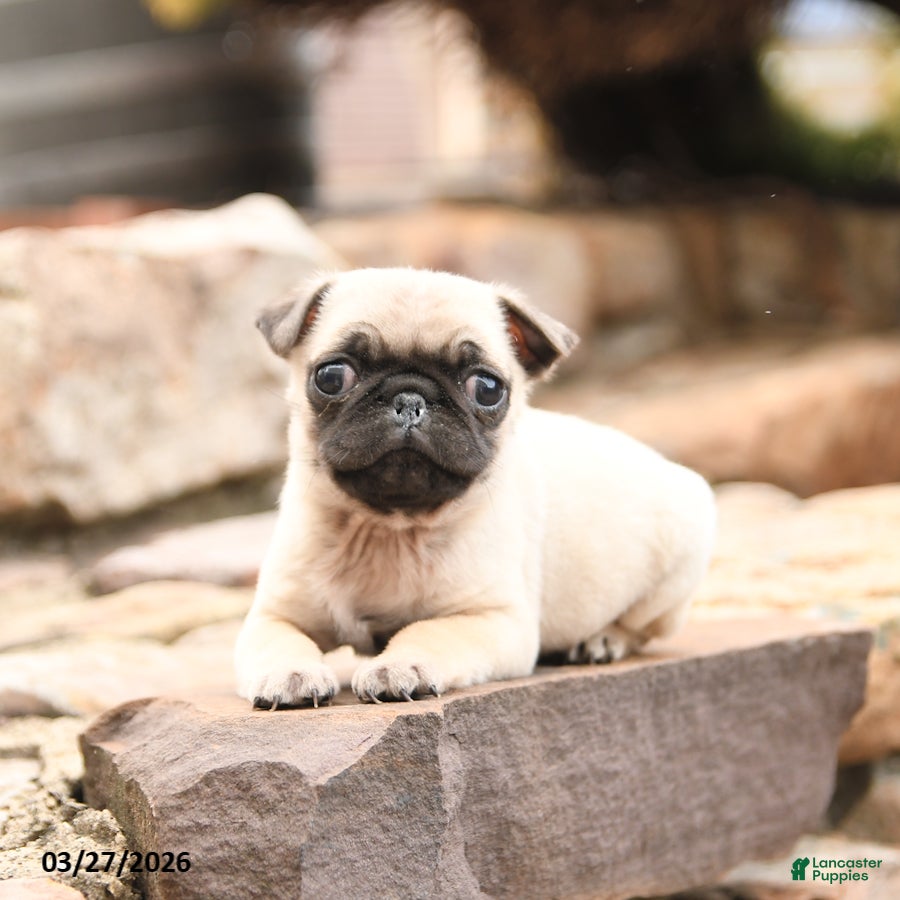 Pug dogs Max - Ad 2