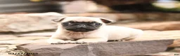 Pug dogs for sale: Max - Ad 2