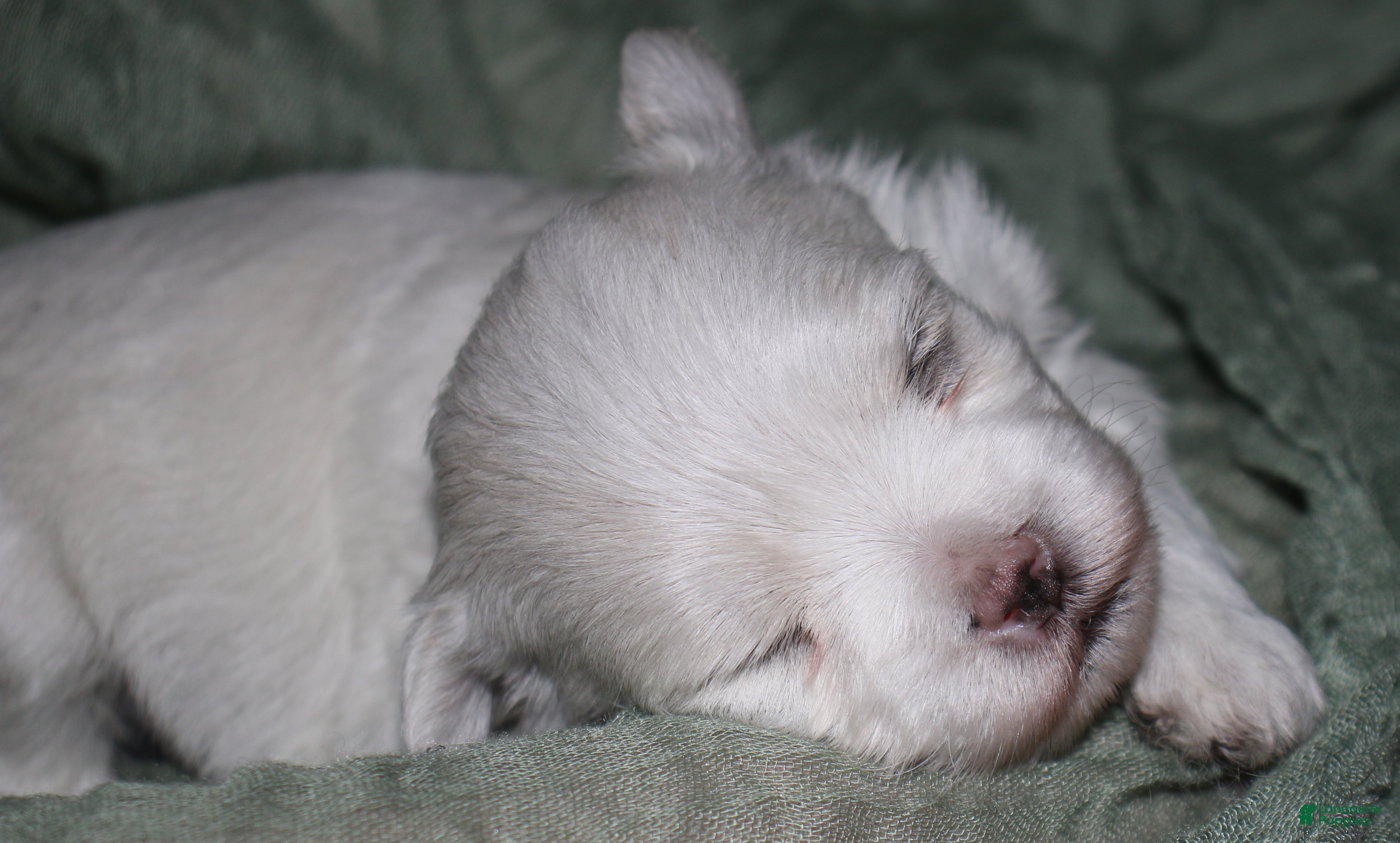 Maltese dogs for sale: Stumpy - Ad 5