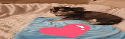 Chihuahua dogs for sale: Toy bentley - Ad 4