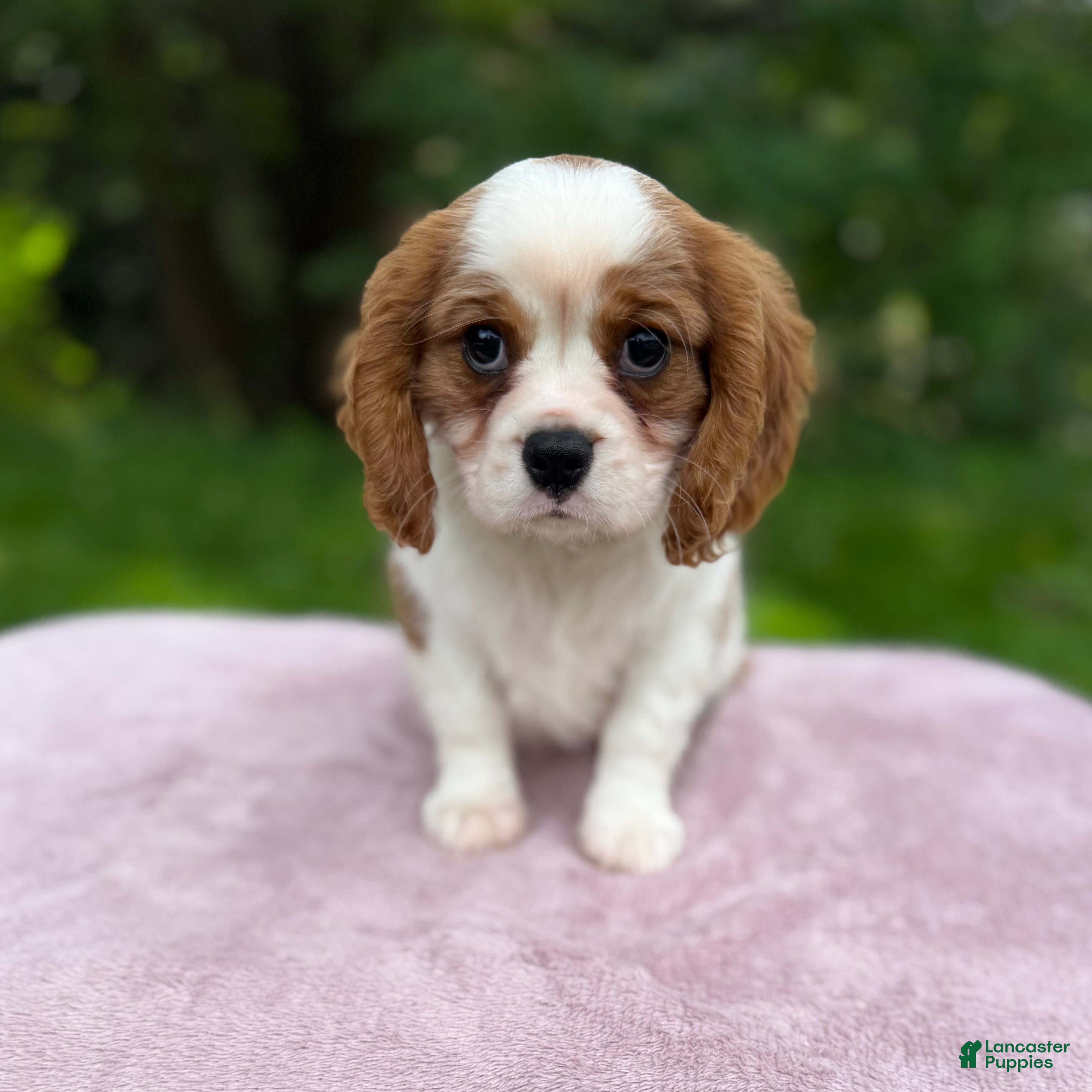 Cavalier King Charles Spaniel dogs Allie - Ad 1