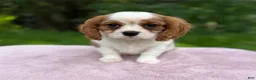 Cavalier King Charles Spaniel dogs for sale: Allie - Ad 1