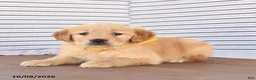 Golden Retriever dogs for sale: Jane - Ad 4